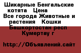 Шикарные Бенгальские котята › Цена ­ 25 000 - Все города Животные и растения » Кошки   . Башкортостан респ.,Кумертау г.